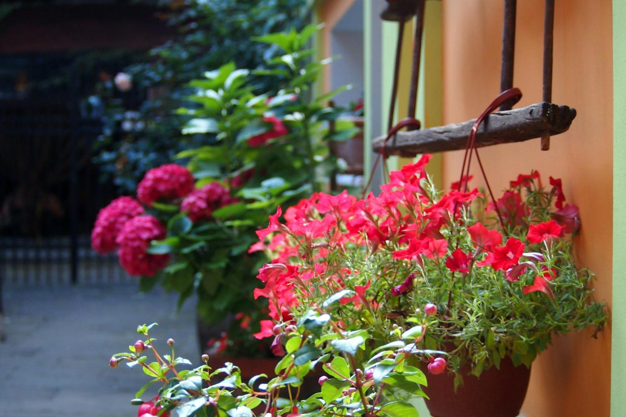 Guest Accommodation Etno Konak Tasana นิส ภายนอก รูปภาพ